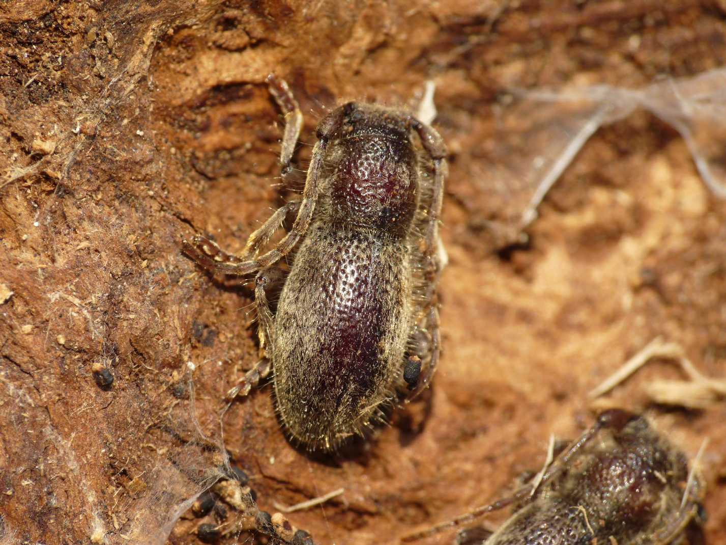 Parmena...quale? P. pubescens pubescens